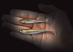 Live Target Slowroll Shiner 125mm -Pro Fishing Shop 9761