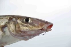 Mustad Pre-Pack Demon Light Gauge Circle Hook -Pro Fishing Shop full 3753 2E3A7958