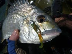 Tackle Tactics Finesse HeadlockZ Jig Heads 6 Tackle Tactics Finesse HeadlockZ Jig Heads -Pro Fishing Shop full 453