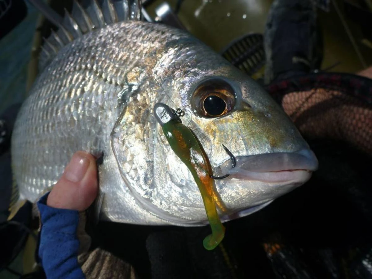 Tackle Tactics Finesse HeadlockZ Jig Heads 3 Tackle Tactics Finesse HeadlockZ Jig Heads - Image 3