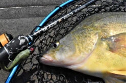 Live Fibre Blade N Tails -Pro Fishing Shop full 4748 DSC 0172