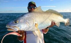 Tackle Tactics HeadlockZ HD Jig Heads -Pro Fishing Shop full 783